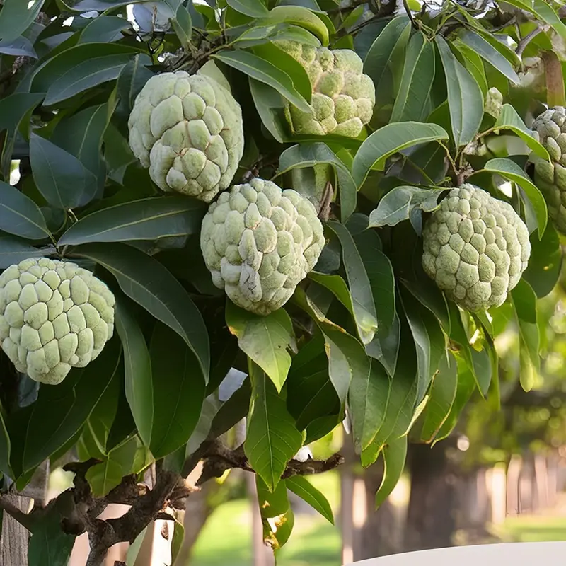 Sugar Apple Tree Seeds for Planting (5 Seeds) - Great for Bonsai - Tropical Fruit, Unique Leaf Look
