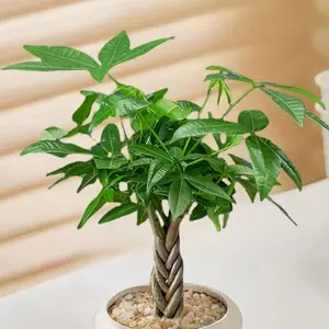 LZ01 Live Stream Exclusive Link Compact 4” 5-Braid Money Tree | Dense Full Canopy & Fresh Foliage | Great Beginner-Friendly Live Houseplant