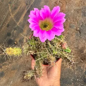 Echinocereus pentalophus 4 inch pot Cactus Plant