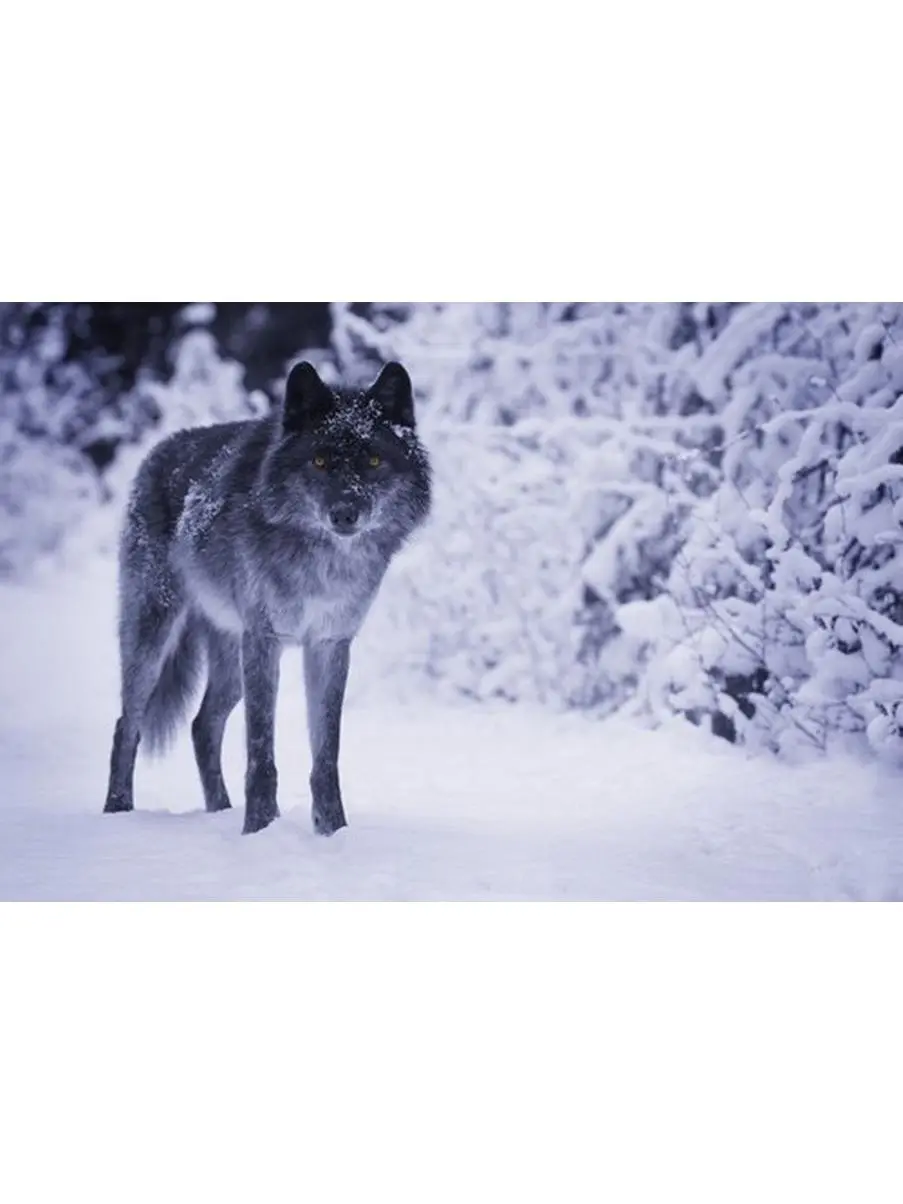 212 MAIN Wolf Photo Poster Print by Don Hammond - 17x11 Animal-Themed Wall Art Panel, Home Decor Decoration, Statement Art Ideal Gift for Home Supplies