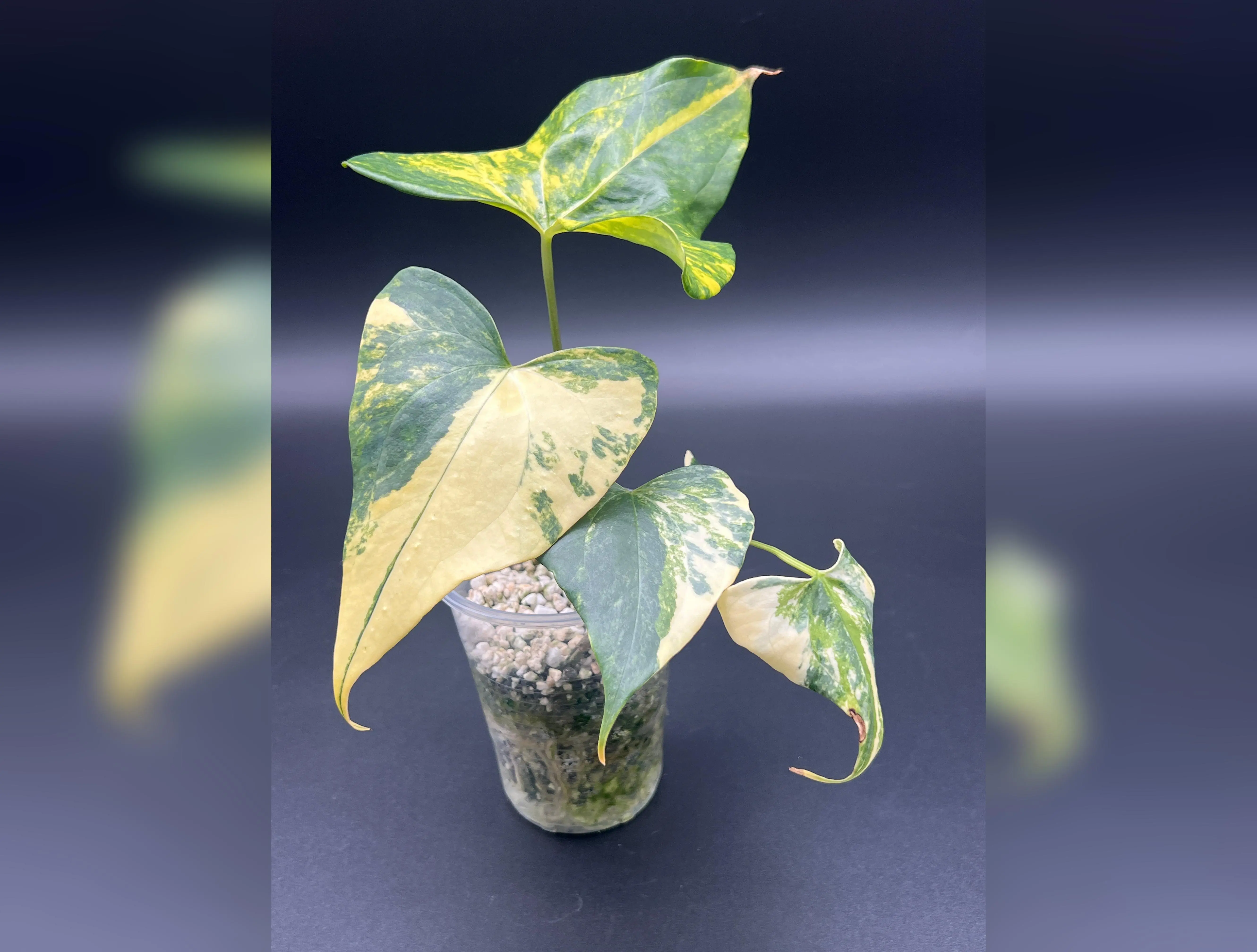 Anthurium Pterodactyl Variegated - Small/Medium