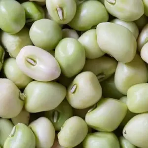 Zipper Cream Pea Treated Seeds (Vigna unguiculata) – Easy-shelling cowpea with sweet, creamy flavor and smooth texture. Popular in Southern gardens, this variety is beloved for its prolific harvests and resistance to pests and heat.