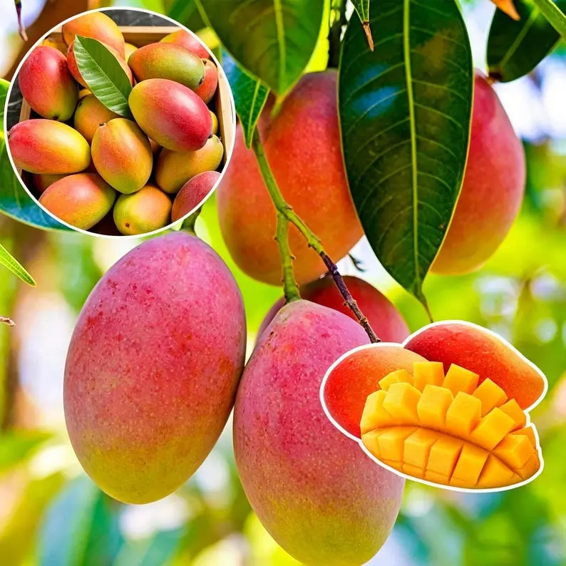 Grafted Red Mango Tree Seedling, Bare Root Shipped, Sweet Juicy Mango, Suitable For Backyard Garden Planting