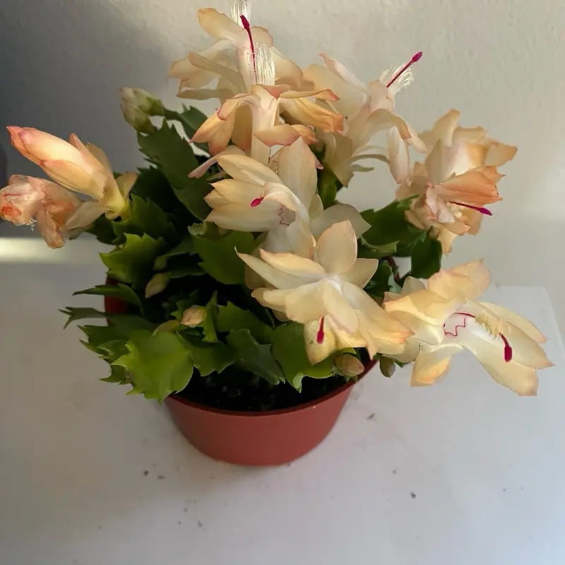 Christmas Cactus Live Plants Potted with Vibrant Pink , red, white Flowers and Healthy Green Leaves Perfect for Holiday Decor