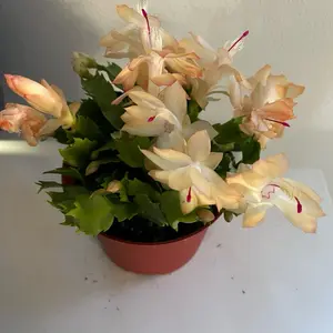 Christmas Cactus Live Plants Potted with Vibrant Pink , red, white Flowers and Healthy Green Leaves Perfect for Holiday Decor