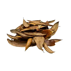 Live Oak Leaf Litter