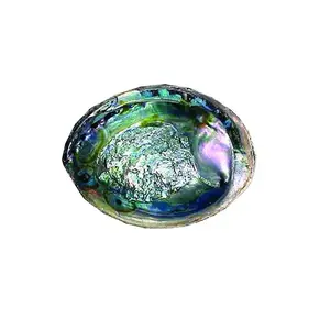 Natural Green Abalone Smudging Shell – Iridescent Re Shell (6-7 in.)