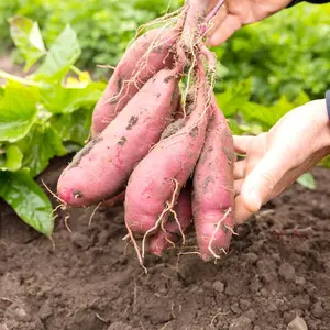 Sweet Potato Seeds 1000+Pcs Non-GMO All Seasons Home Garden Planting for Bumper Crop in Full Sun to Part Shade Soils