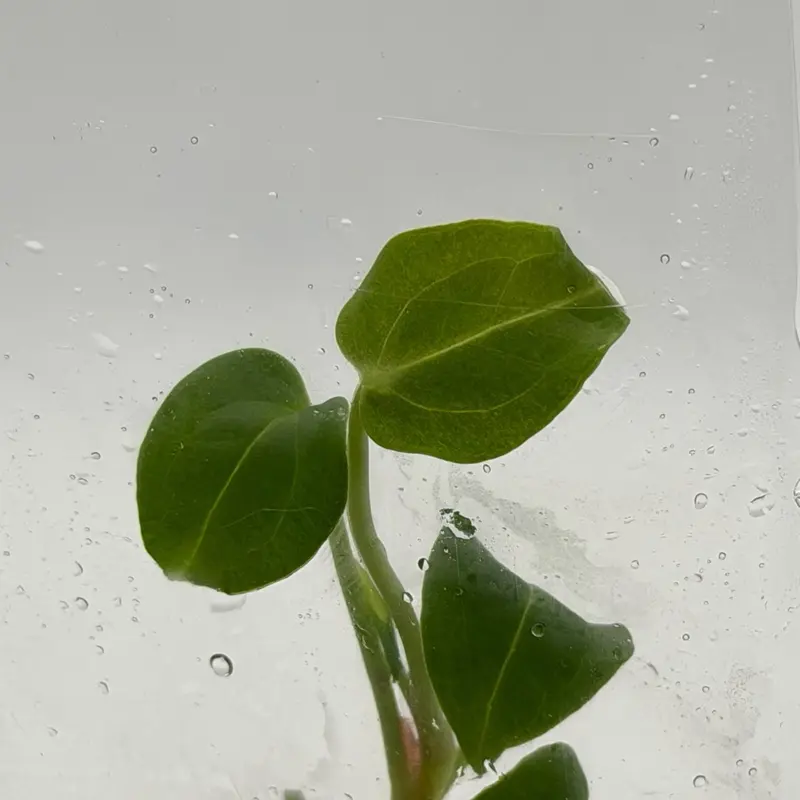 Anthurium Black Velvet Tissue Culture Plantlet | Growers Choice