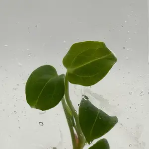 Anthurium Black Velvet – Rare Dark Foliage Tissue Culture Plant | Collector TC