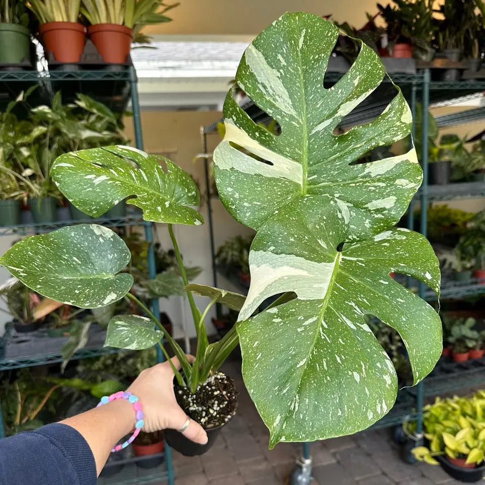 Monstera Thai Constellation - large with high creme brulee variegation - 8" pot