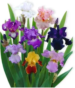 Bearded Iris Califlora 'Colorful Mix' Plant Bulbs (3 Pack) - Mixed Color Flowering Blooms in Spring & Fall Gardens