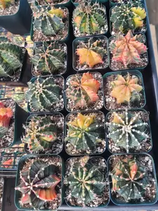 Large Gymno Cactus 3.5" - You Choose It Live! Variegated & Colorful Options Available - Limited Availability - Ships Bare Root from USA - #LivePlantSale #Gymnocalycium #RareCactus #CactusCollectors