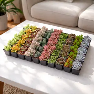 Bulk Assorted Succulents