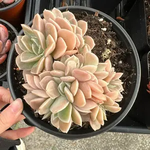 Echeveria ‘Dark Harlin’ Cluster (around 6'') - Bare Root Succulents - Terra Tales