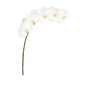 Phalaenopsis Orchid White - 8 Blooms Per Stem - 10 Stem Box