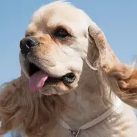 Red Eagle Trading Post