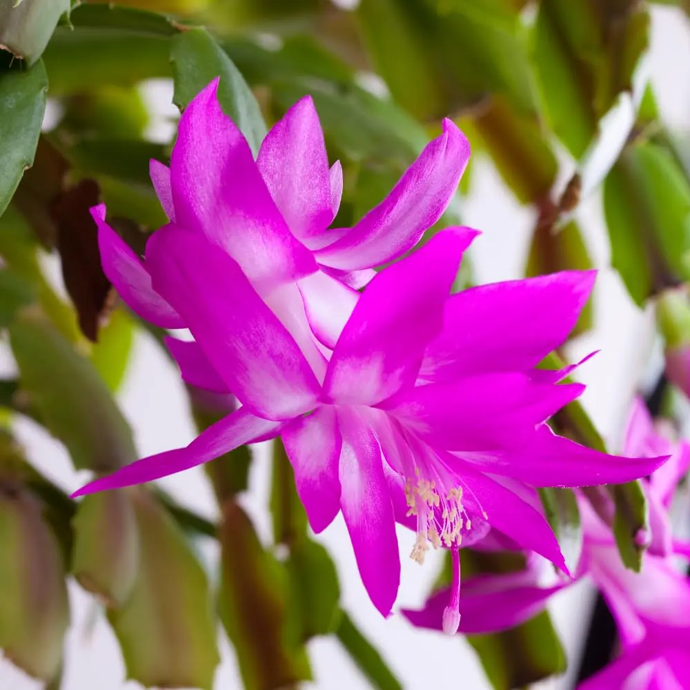 Purple Christmas Cactus 3” Pot – Starter Plant Purple Holiday Cactus