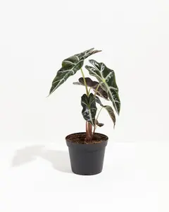 Alocasia Polly