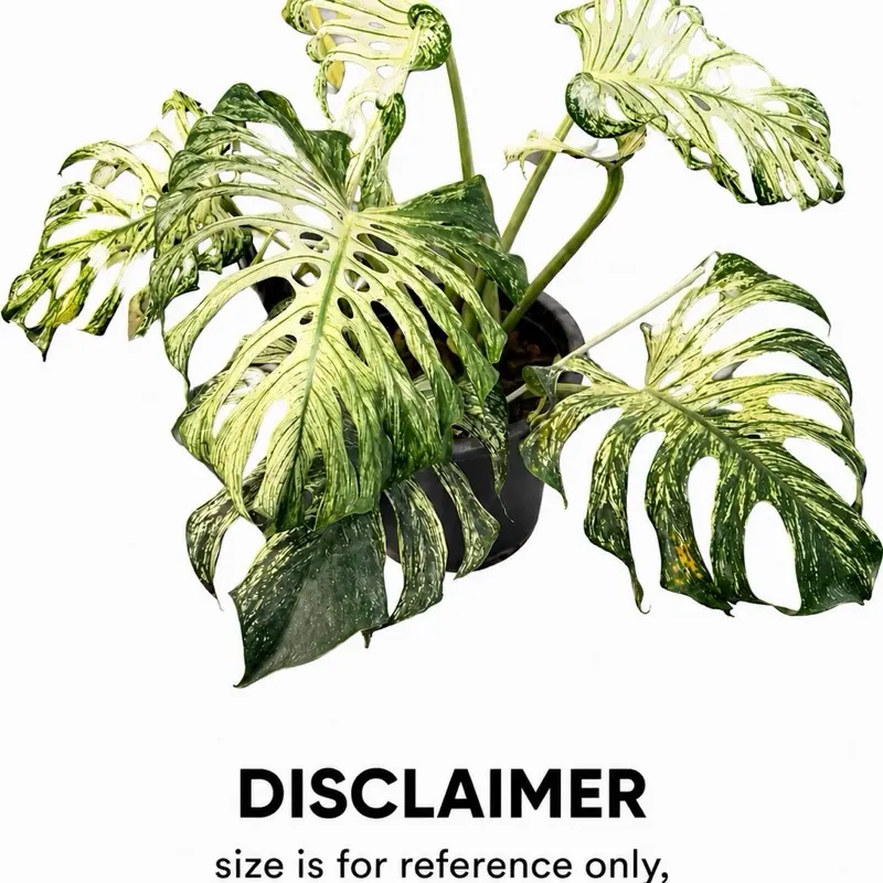 Monstera Devil Monster Tissue Culture Plant – Grade B | (TC) - Growers Choice