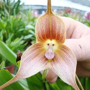 100-Count Rare Dracula Simia Monkey Face Orchid Seeds, Exotic Appearance & Unique Form, Full Sun Blooms, Balcony Decor Ideas, Versatile Indoors/Outdoors Garden Flower Plant Potted Displays