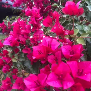 Bougainvillea live plant for different colors/Bougainvillea -“white” Blanca/“la Jolla”purple red /“La Jolla” Toro canyon pink/ San Diego Red/Live Starter Plant in a 4” potin a 4”pots