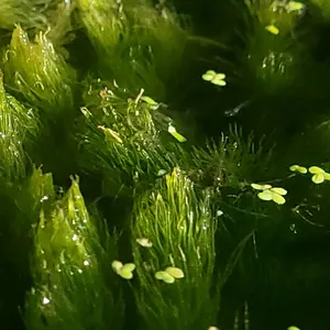 Hornwort LIVE--=%2=- Aquatic=%2=----=%2=- Plant=%2=-- Buy 2 Get 1 Free Deal aquarium plants--=%2=- aquatic=%2=----=%2=- plant=%2=-- aquatic house plant fish tank