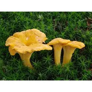 Chanterelle Mushroom Spores in Sawdust Bag Garden Grow Kit Makes 5 gal