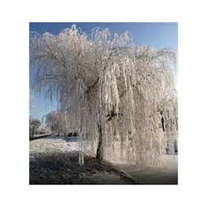 5 Pcs White Willow Trees Seeds - Flower Seed Pack, Majestic Landscape Tree, Moisture-Loving Foliage, Spring Blooming Beauty, Ideal for Shaded Borders, Winter Structure Star