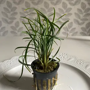 Mondo Grass- Terrarium/ houseplant!