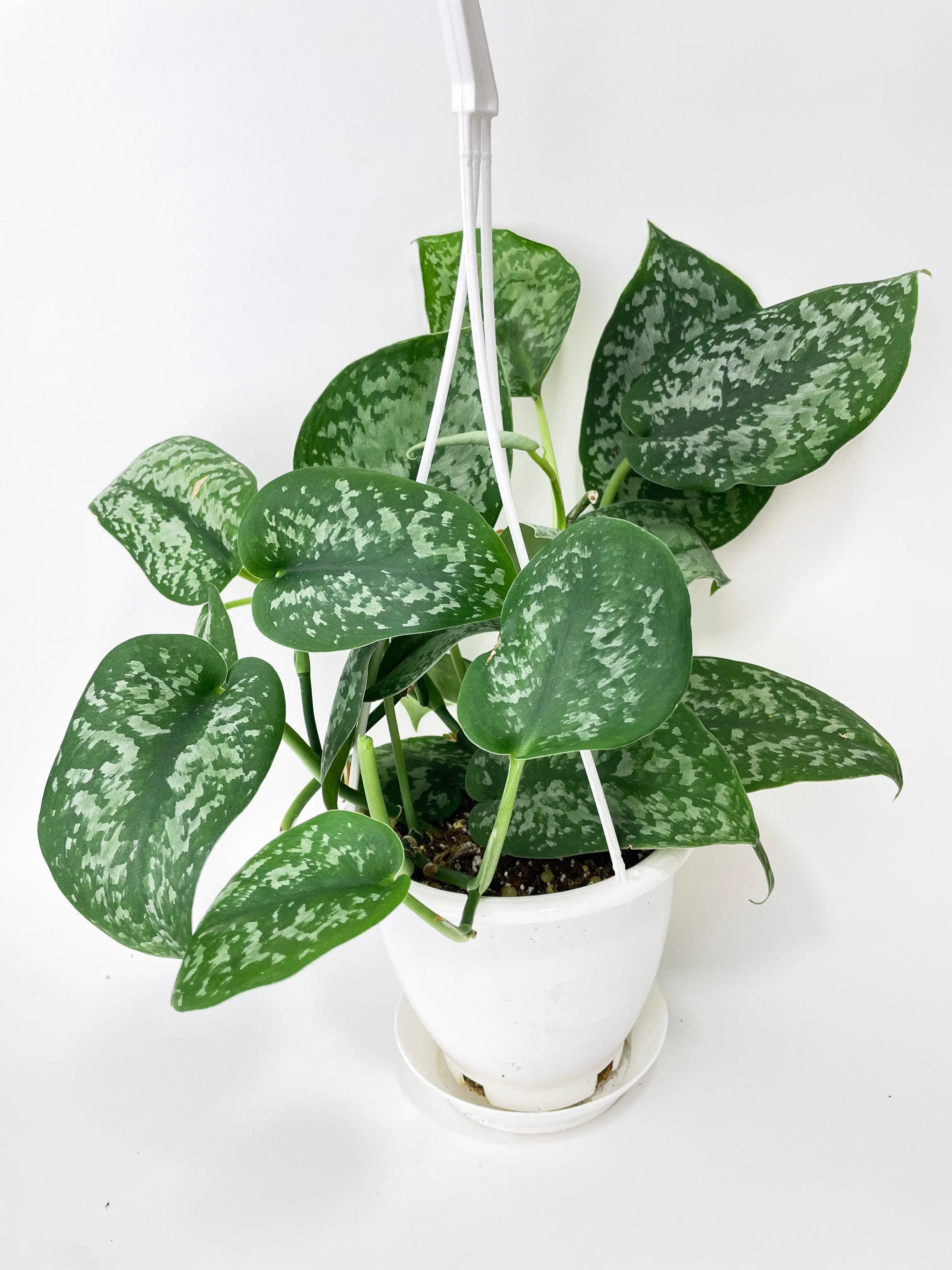 Scindapsus Pictus "Silver Splash"