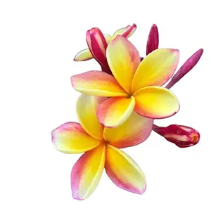 10 Pcs Light Pink Yellow Plumeria Seeds - Flower Seed Pack, Premium Tropical Blooms, Perennial Garden Beauty, Plant Plumeria Seeds Outdoors or in Pots