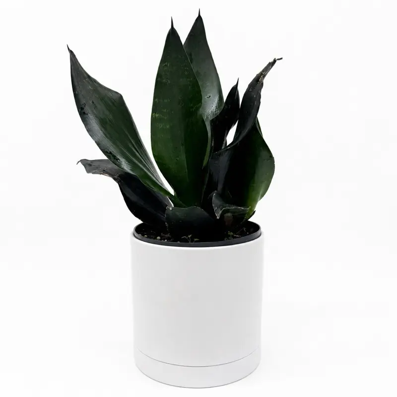 Sanseviera  'Black Dragon' 6" pot - Decorative Houseplant with Deep Glossy Green Leaves & Compact Growth Habit for Indoor Spaces