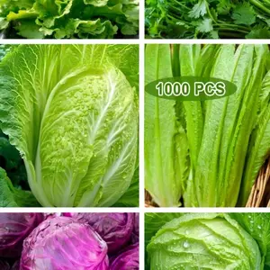 1000 seeds of mixed vegetables, suitable for home gardening and hydroponic cultivation (including lettuce, butter lettuce, purple cabbage, Chinese cabbage, cilantro, etc.)