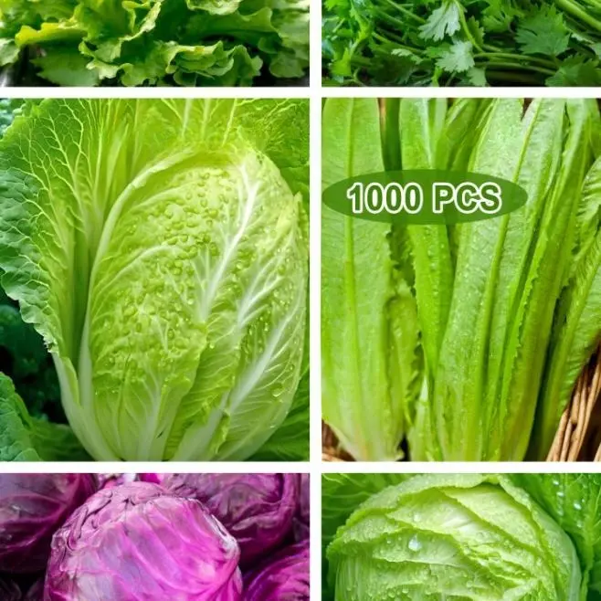 1000 seeds of mixed vegetables, suitable for home gardening and hydroponic cultivation (including lettuce, butter lettuce, purple cabbage, Chinese cabbage, cilantro, etc.)