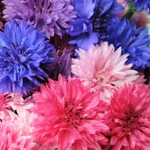 TomorrowSeeds - Cotton Candy Mix Tall Bachelor Button Seeds -  Non GMO Cornflower Garden Flower Seed Plant Vegetable Corn 2024 Season