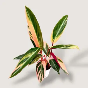 Triostar Stromanthe, 4 Inch Pot, Live Plant