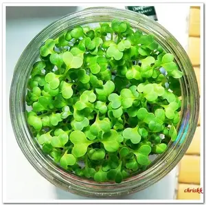 1000 seeds Love Grass Aquarium Grass Plants Seeds About 1000+ Aquatic Leaf Carpet Water Grass, Live Pond Plant Seeds,Fish Aquatic Water Grass Decor,Easy to Plant Grow Maintain