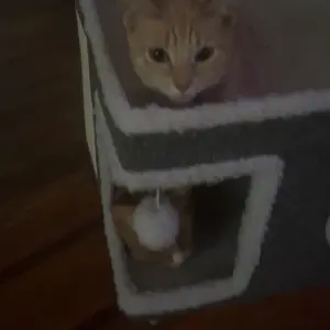 A Cat Bed Suitable For Indoor Cats, With A Large Cat Hole For A Comfortable Apartment, Fluffy Hanging Balls, Round Windows, A Foldable Indoor Cat House, Capable Of Bearing Up To 30 Pounds , With Double-Sided Soft Cushions, Suitable For All Seasons Home