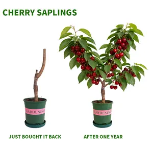 Organic Cherry Tree Plant  High Yield Fruit | Easy Care Garden Favorite