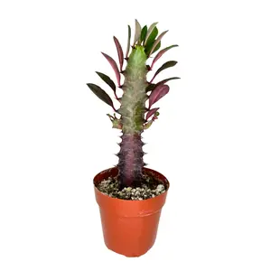 2.5" Euphorbia Trigona Red – Live Plant