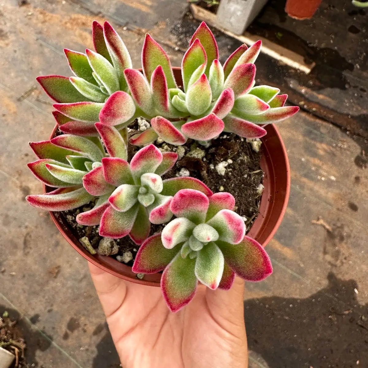Echeveria ruby slippers 4 in pot plant plant collection