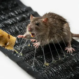 Super Sticky Mouse Repellent Film (120x27.5cm) Long LastingAdhesive Rat Trap Board for Indoor Kitchen Corner