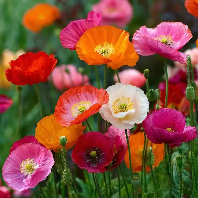 Pcs Shirley Corn Poppy Flower Seeds Mixed Colors, Hardy Annual Poppies Seeds Easy to Grow for Outdoor Garden Landscaping Backyard Pots Borders Bright