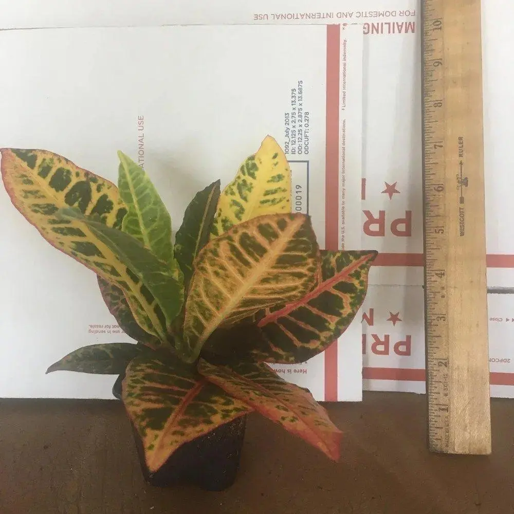 Croton 'Petra' Codiaeum variegatum Live Starter Plant - Vivid Colors Tropical Foliage, Tropical Look Accent Plant for Home Garden Hedges, In-Pot Shrubs (in Growth Potential)