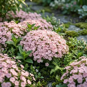 Premium Garden Phlox Seeds Attract Pollinators Fragrant Perennial Flowers Easy to Plant Indoor Outdoor Flower Garden