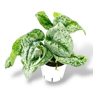 Scindapsus Exotic Silver Splash, 4 Inch Pot, Trailing House Plant