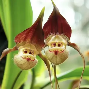 200pcs Mixed Monkey Orchid Seeds forPlanting Exotic Monkey Orchid FlowersSeeds Perennial Flowers Seeds OutdoorGarden Orchid Plants Grow Easily All Seasons
