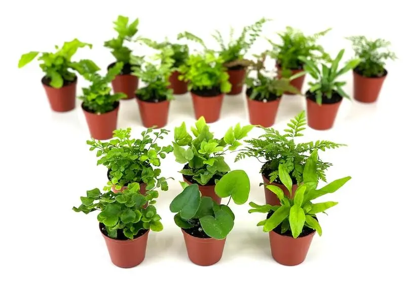 Mini Fern Plants (6 Plants) (2" Pots) Terrariums | Fairy Gardens | Assorted Varieties Mini Fern Plants (6 Plants) (2" Pots) Terrariums | Fairy Gardens | Assorted Varieties