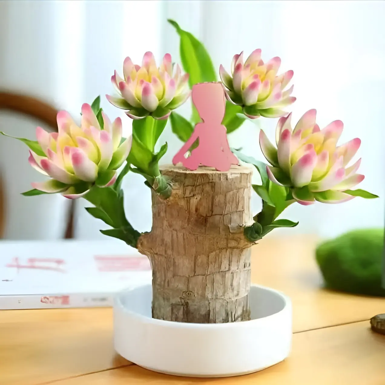Brazilian lucky tree, with doll and plastic tray, Easy to grow indoors